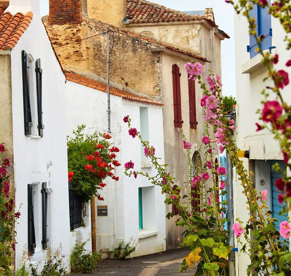 Camping pomme de pin